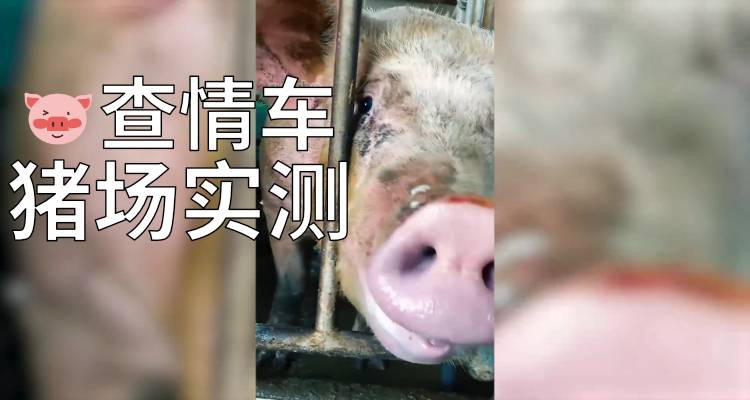 承载式自走型公猪查情车猪场实测 养猪视频 承载式自走型公猪查情车猪场实测 养猪视频