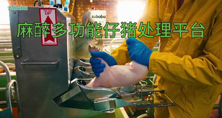 麻醉型多功能仔猪处理平台 养猪视频 麻醉型多功能仔猪处理平台 养猪视频