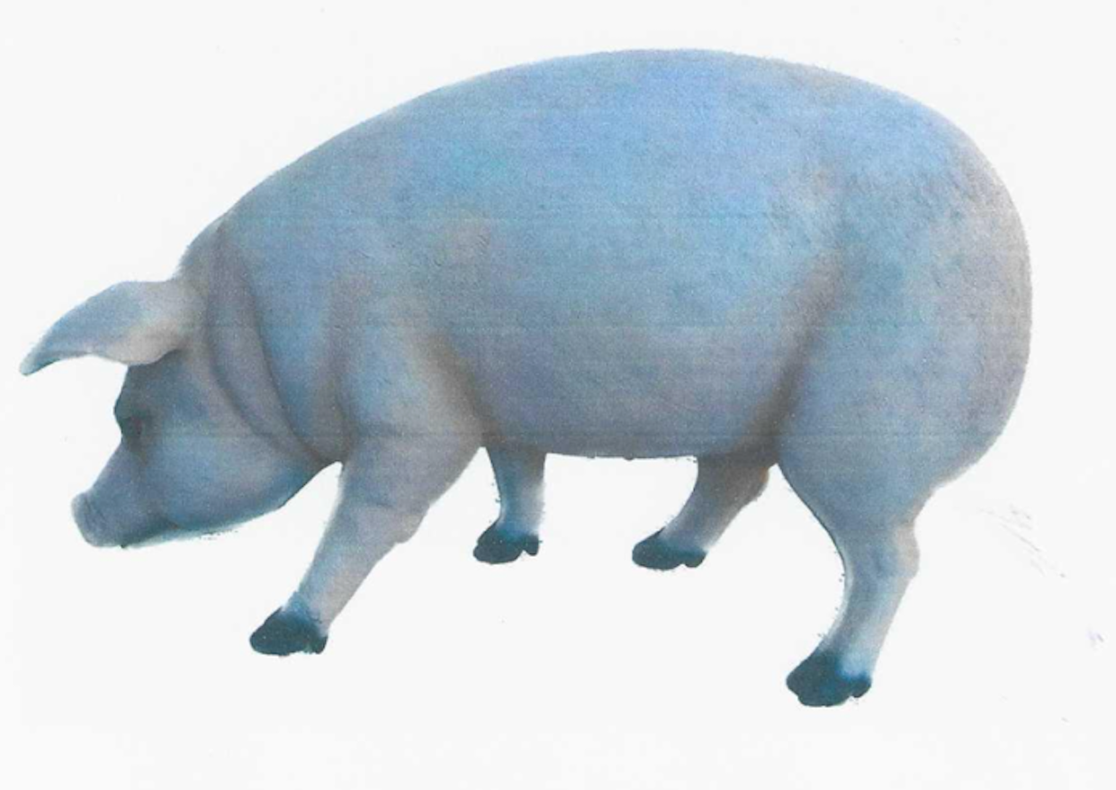 猪用人工受精模型 PIG MODELS