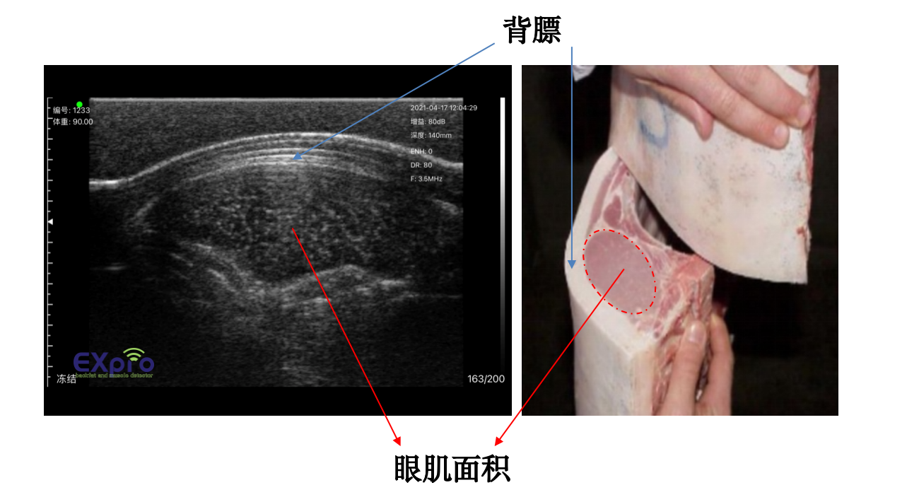 背膘厚与眼肌面积 背膘厚与眼肌面积